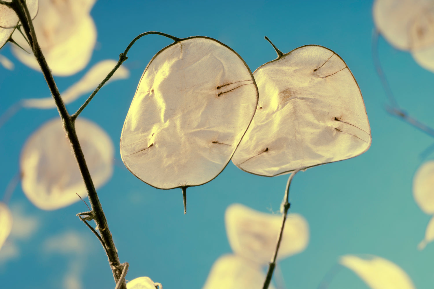 Lunaria