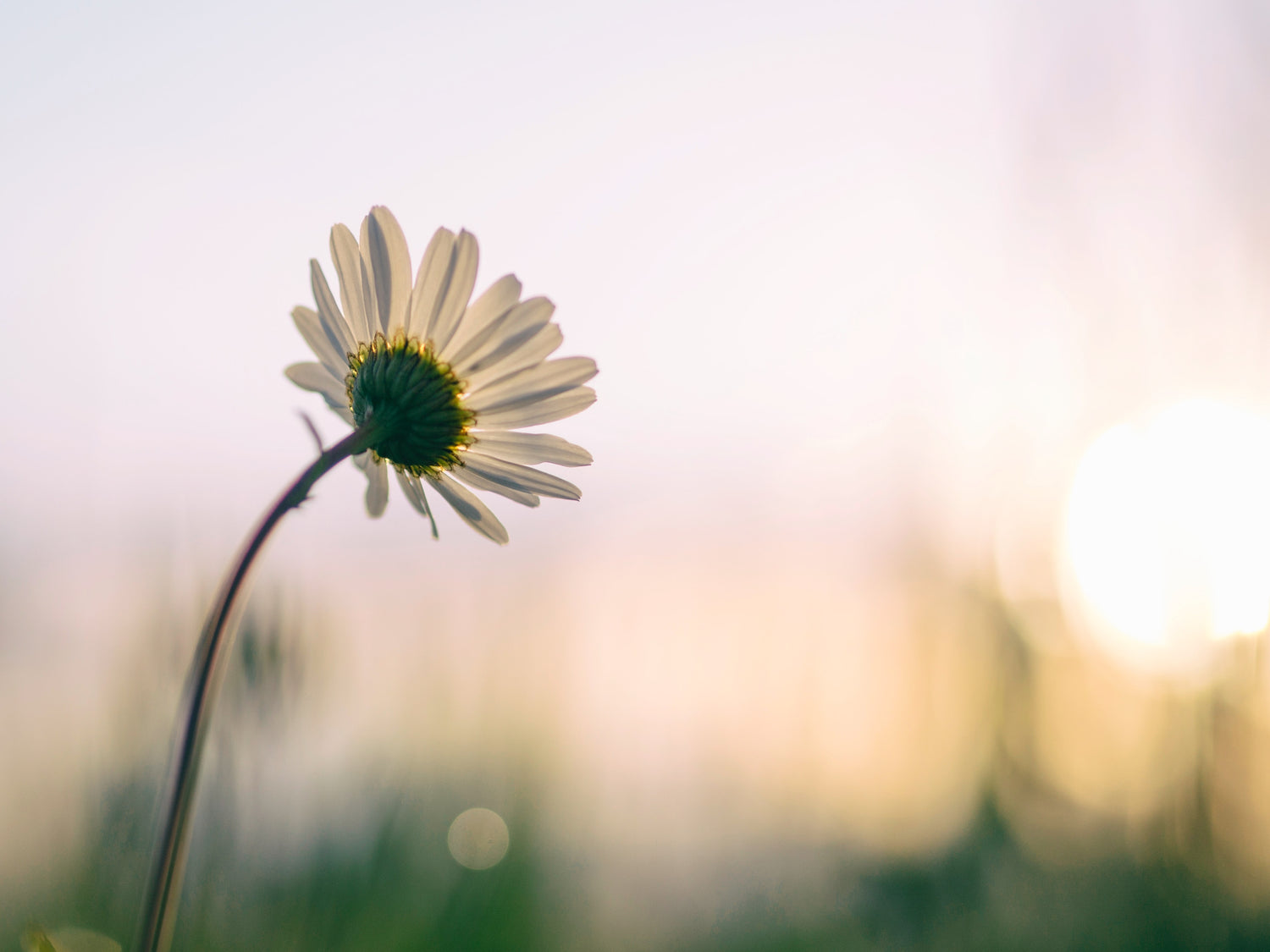 Daisy