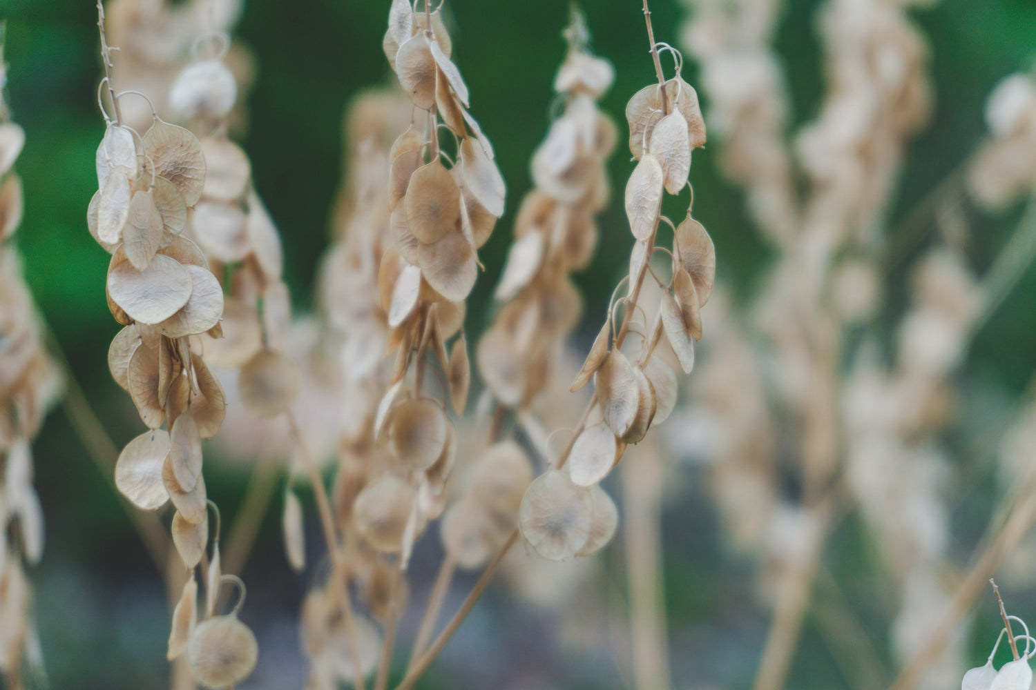 Lunaria Seeds, sustainable wildflowers.