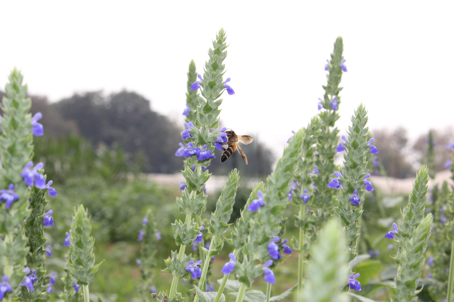 Chia Plant With Bee